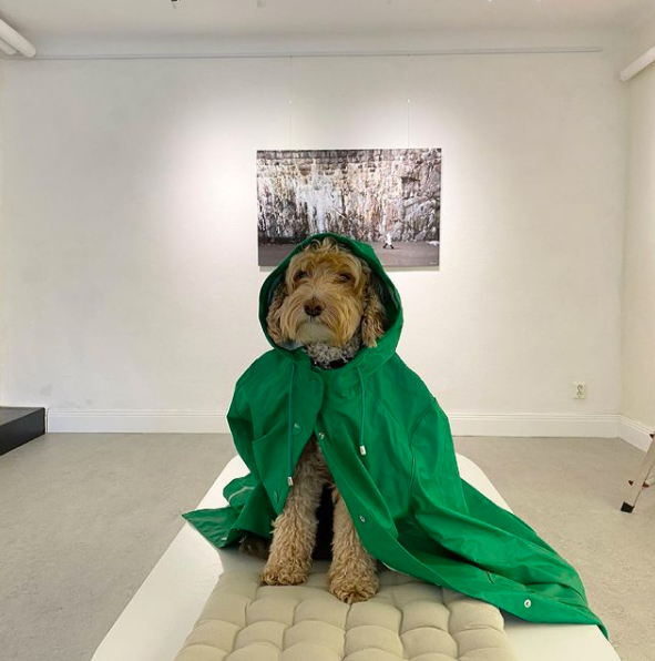Charlie, Gallery Dog
