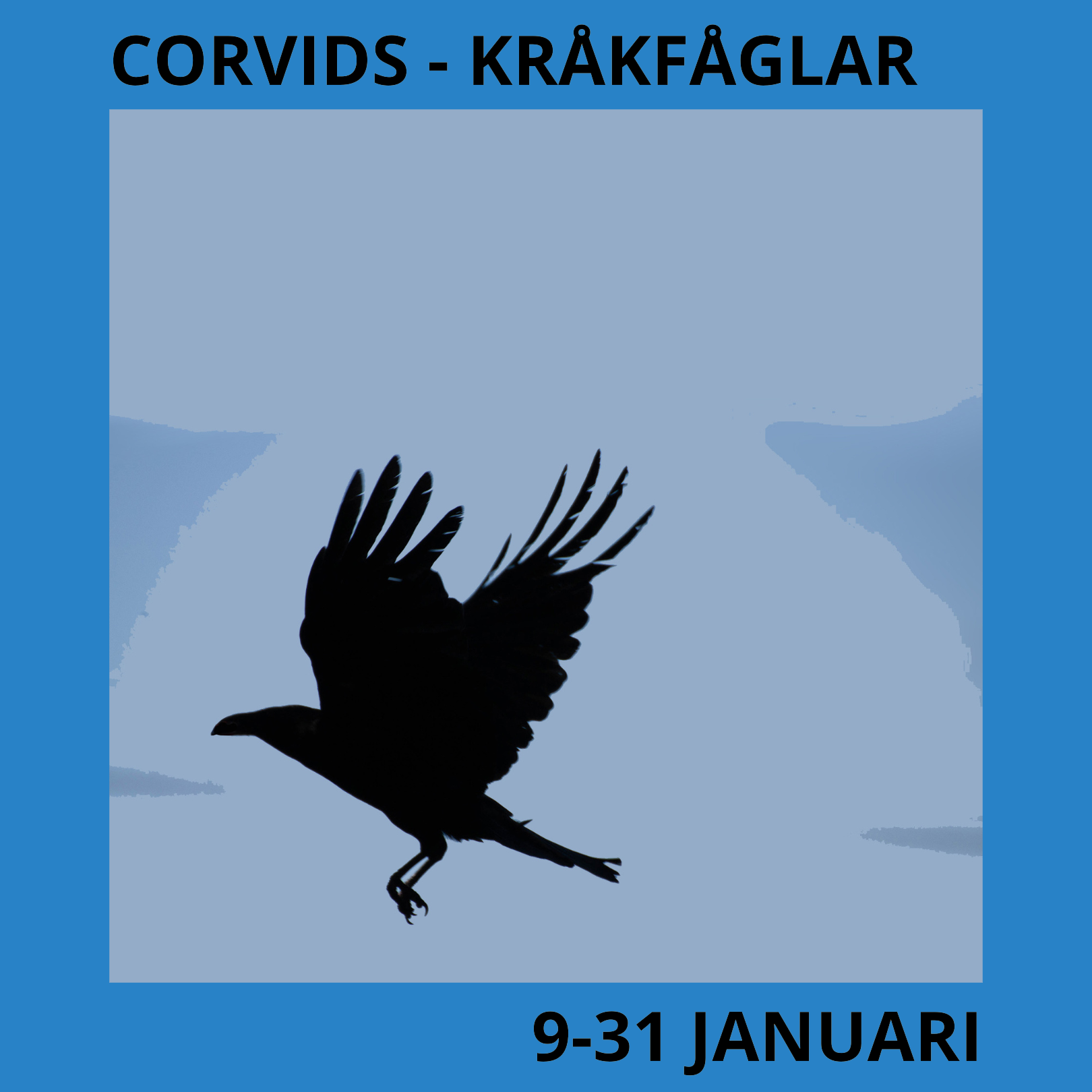 Kråkfåglar - Corvids